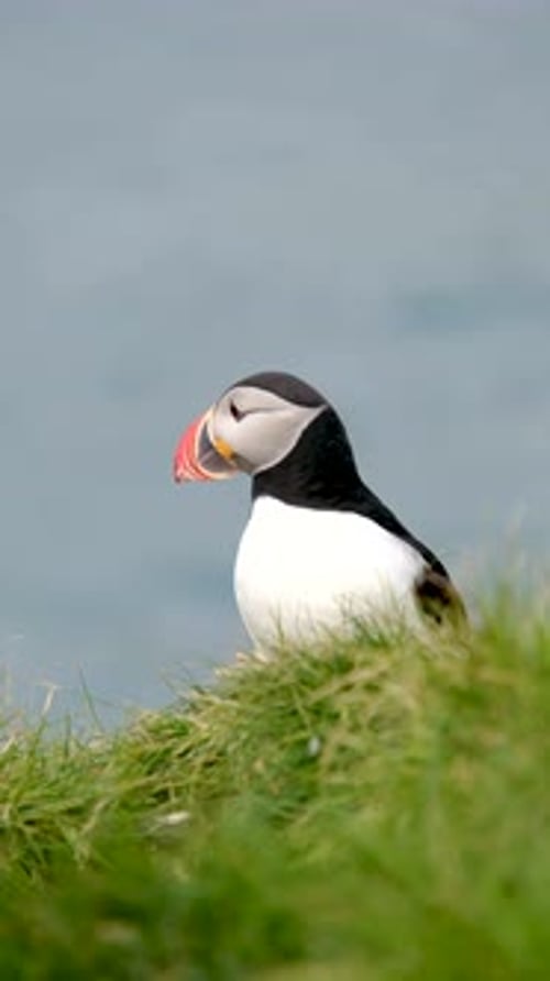 Puffins Exploring the Scenic Borgarfjordur Cliffs in Iceland Vibrant Coastal Landscape
