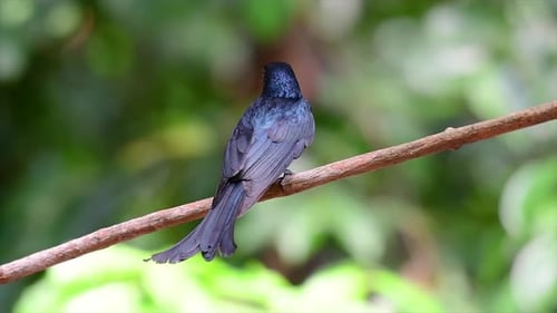A black bird with iridescent feathers reflecting beautiful colours from a light source and found acr