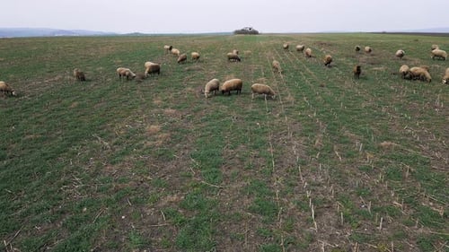 Flock of Sheep Grazing on a Rural Field with Sparse Green Grass Surrounded By Open Farmland and