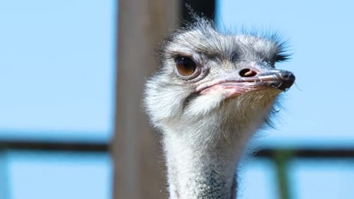 A strange-looking Ostrich Head in close-up