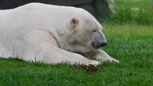 Polar Bear looking around and nose