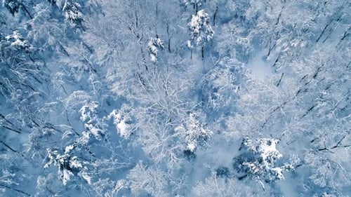 Beautiful snow scene forest in winter. Flying over of pine trees covered with snow.