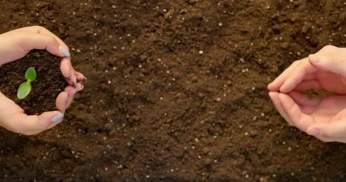 Woman's Hands are Putting Young Plant Into Man's Hands