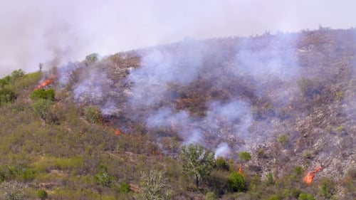 Die Trennlinie zwischen dem verbrannten und dem noch grünen Teil eines Waldbrandes.
