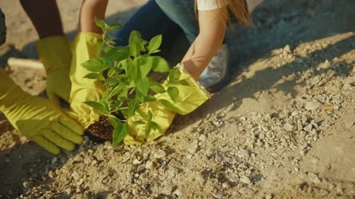 At Sunny Day Close Up Hands Carefully Planting Tree Ecosystem Child Nature Plant Environmental Earth