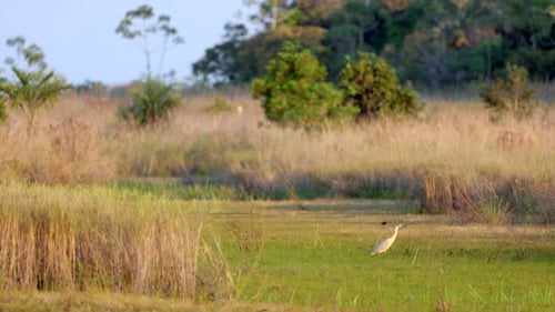 Rainforest marsh with exotic tropical Whistling Heron over savanna grassland in wetland water
