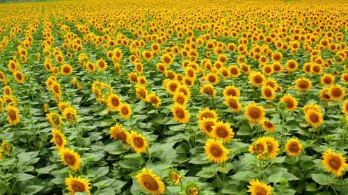 Field with blooming sunflowers. Aerial drone shot of large sunflower field.