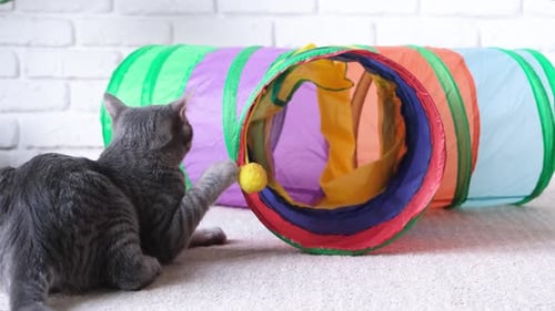 cat playing cat toy tunnel