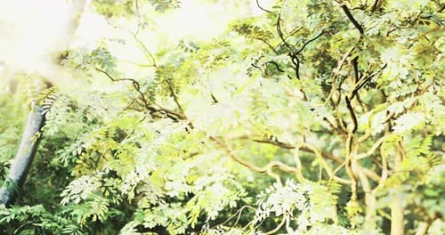 Sunlight Filters Through Lush Green Leaves in a Tranquil Forest Setting