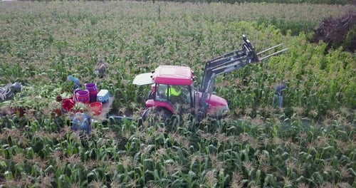 Farmers Harvesting Corn in Rural Cornfield