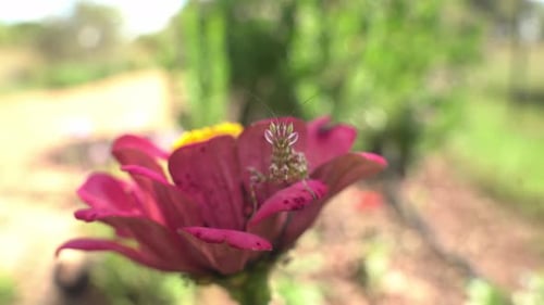 Close Up Slow Motion facing front of Praying Mantis on Flower