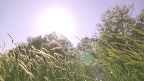 Wheat spikes fluttering in the wind on a sunny day.