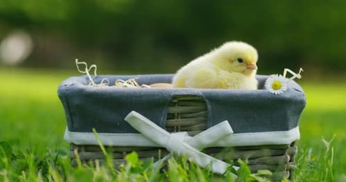 An einem sonnigen Tag sitzen kleine gelbe Küken in einem Korb, im Hintergrund o