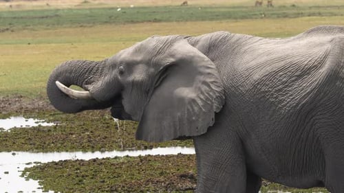 Elefant trinkt mit seinem Rüssel Wasser und stillt seinen Durst