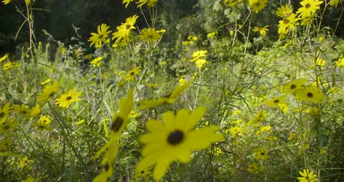 Panning shot of yellow flowers in a field