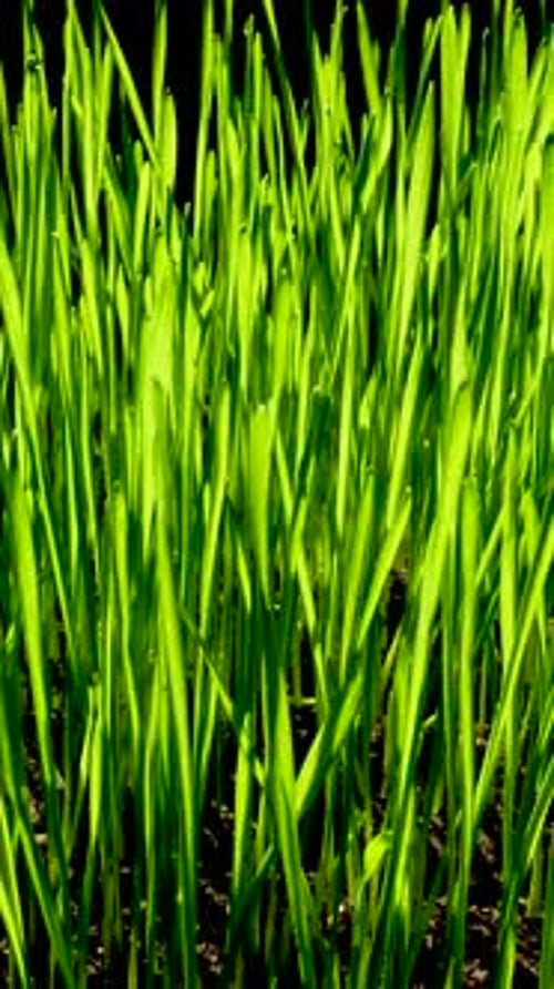 Young Vibrant Shoots Emerging From Soil Symbol of Renewal and Natural Growth
