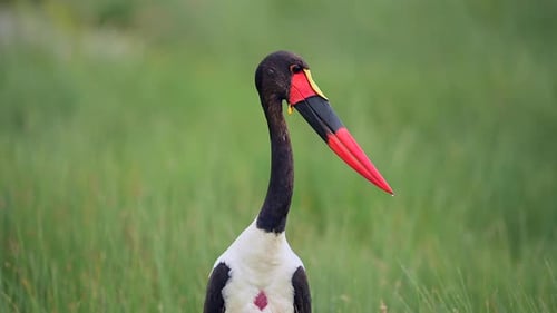 Saddle-Billed Stork in African Wetlands Colorful Wading Bird Wildlife Footage in Natural Habitat