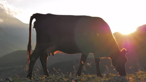 Cow Grazing in a Mountain Meadow at Sunrise