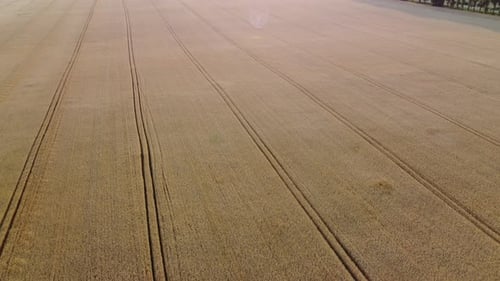 Wheat Field