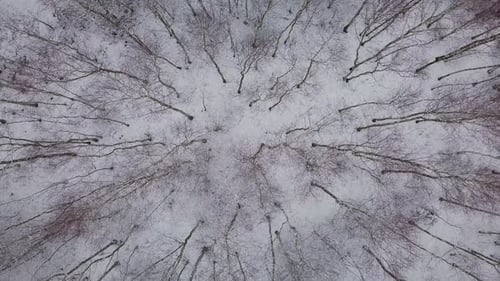 drone rotate above snow winter forest landscape woods covered in white fresh snow