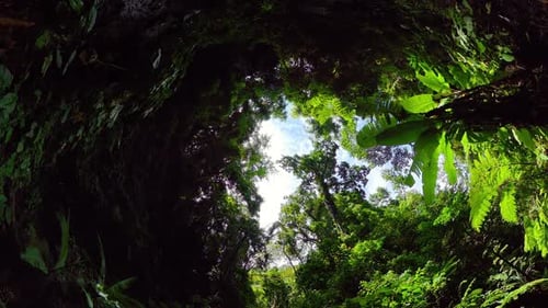 Tropical Jungle Canopy with Sunlight Dauin Negros Oriental Philippines