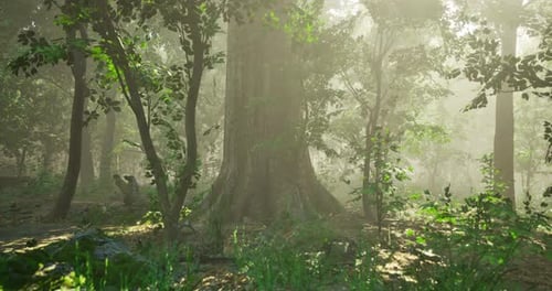 Lush Green Forest with Sunlight Filtering Through Tall Trees at Dawn