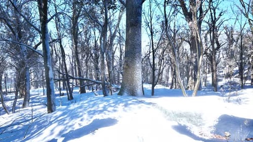 Winter Landscape in a Pine Forest the Sun Shines Through the Trees
