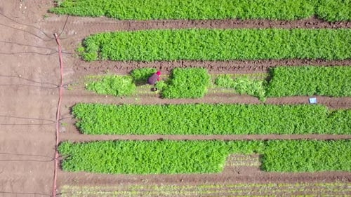 Organic farm work - Aerial footage of workers manually picking fresh Parsley