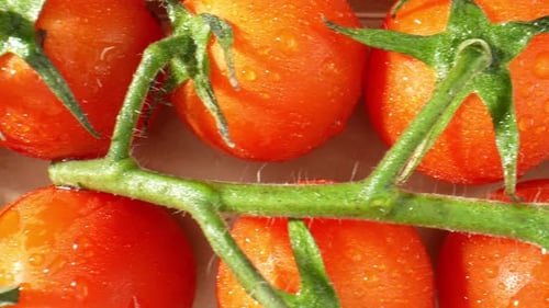 A close-up of a ripe tomato glistening with droplets of water