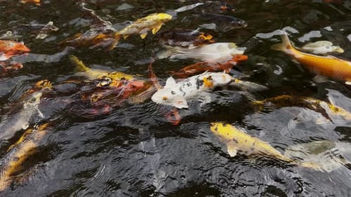 Dekorativer Koi-Fisch, der im Teichwasser schwimmt