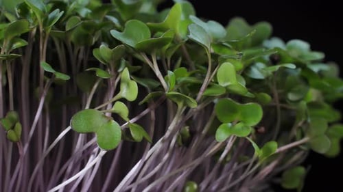 Close Up of Healthy Green Sprouts