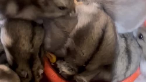 Hamster Pups Eating Together in a Close-Up View