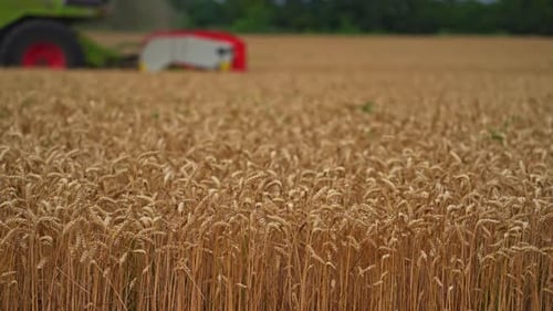 Agricultural combine harvesting ripe yellow wheat. Combine harvester working on a wheat field.