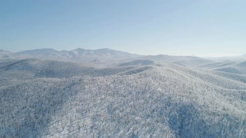 Aerial View of a Frozen Forest with Snow Covered Trees at Winter Flight Above Winter Forest Aerial