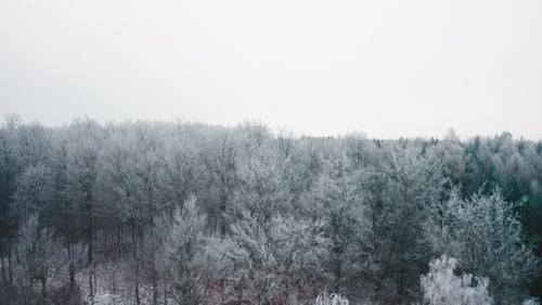 Beautiful aerial winter forest. Trees covered with snow.