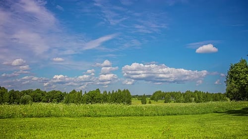 Green Meadow and Forest Landscape Under Blue Skies