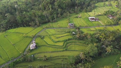 Die üppigen grünen Reisfelder der Regentschaft Tabanan, Bali, Indonesien.