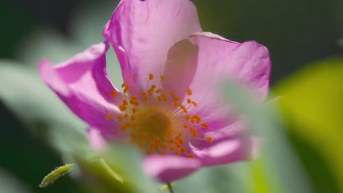 Fleur rose sous la lumière du soleil en macro