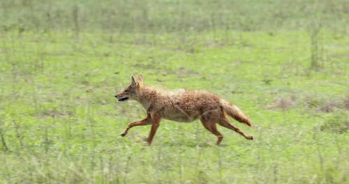 Schakal läuft durch Gras durch Rahmen