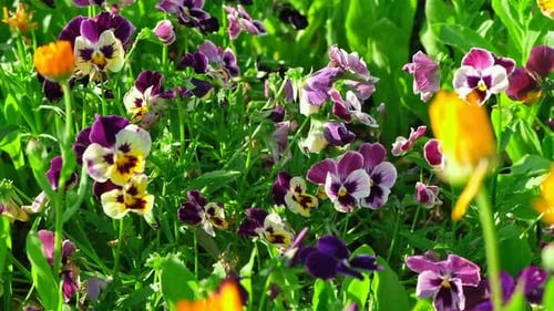 Wild Pansies Viola Tricolor Also Known As Johnny Jump Up Many Purple and Yellow Flowers Pansies on a