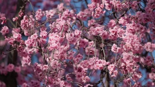 Lebendige rosa Pflaumenblütenblüten im Frühling