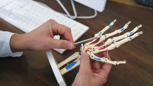 Adult Hand Demonstrates Skeletal Hand Anatomy on Desk