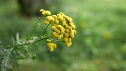Yellow Flowers of Common Tansy. Herbal Plant of Tanacetum Vulgare. Yellow Round