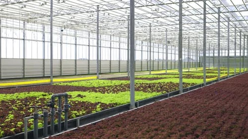 Inside the Greenhouse Hydroponics Plantation Indoor Organic Growing Vegetables Plants for Food Grow