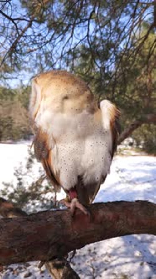 Une chouette des clochers est assise sur une branche de pin dans une forêt hivernale de conifères