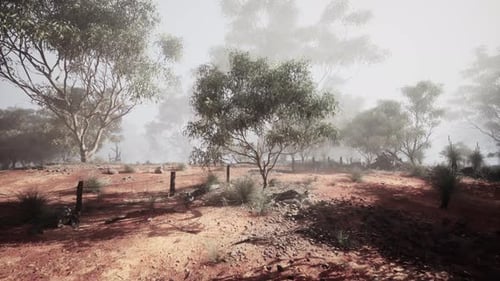 Dirt Field With Trees and Fence in Australian Bush