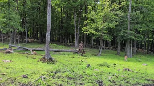Herd Of Deer Resting And Foraging In The Forest In Quebec, Canada. wide, slider shot