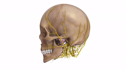 Rotating Human Skull with Nerves Anatomical Model