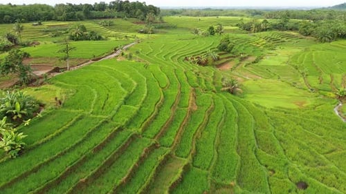 Beautiful morning view indonesia Panorama Landscape paddy fields with beauty color and sky natural l