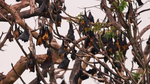 Große Kolonie indischer Flughunde Lat Pteropus Medius, die auf einem Baum im Tropenwald schlafen
